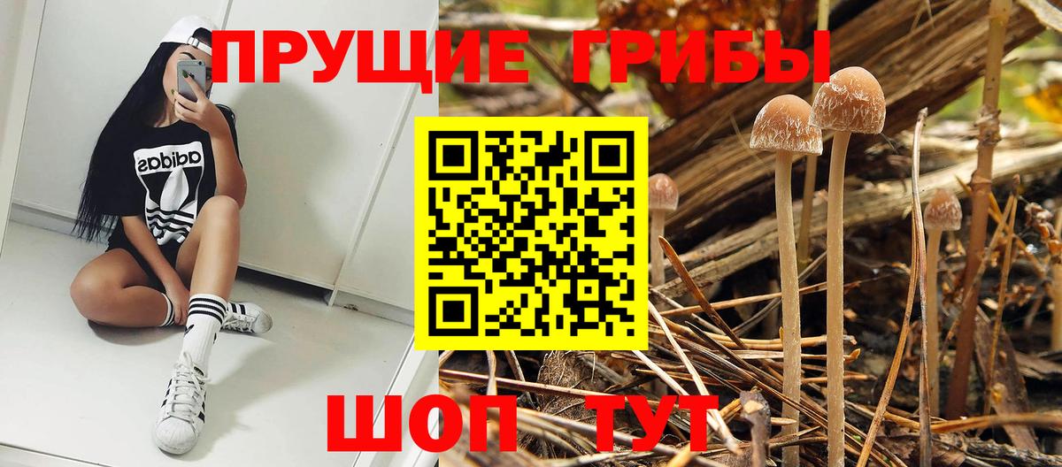 Псилоцибиновые грибы Cubensis Северобайкальск